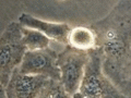 Thumbnail for version as of 20:08, 27 July 2011